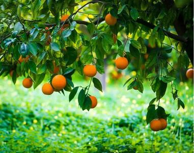 Citrus Estate Elite Orange Grafted Healthy Fruit Plant