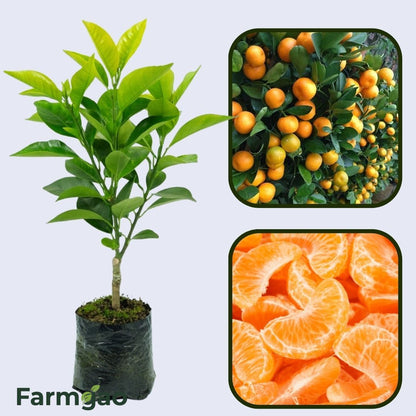 Citrus Estate Gold Orange Grafted Healthy Fruit Plant