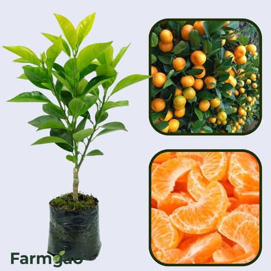Citrus Estate Gold Orange Grafted Healthy Fruit Plant