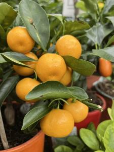 Citrus Estate Gold Orange Grafted Healthy Fruit Plant