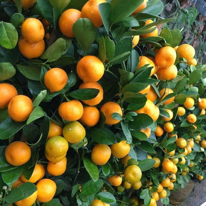 Citrus Estate Gold Orange Grafted Healthy Fruit Plant