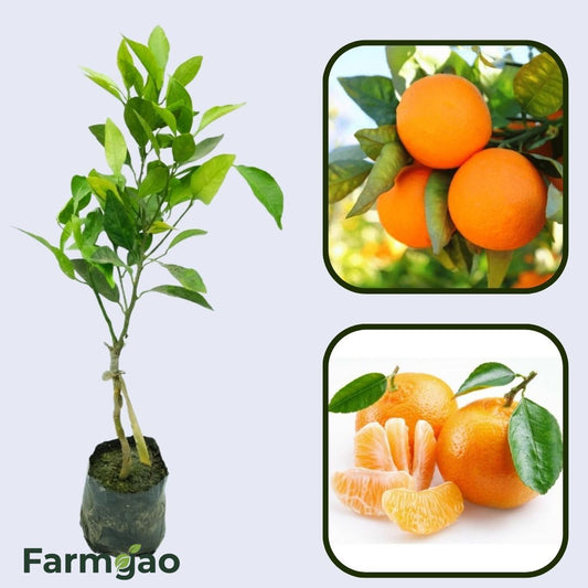 Citrus Estate Sweet Orange Grafted Healthy Fruit Plant