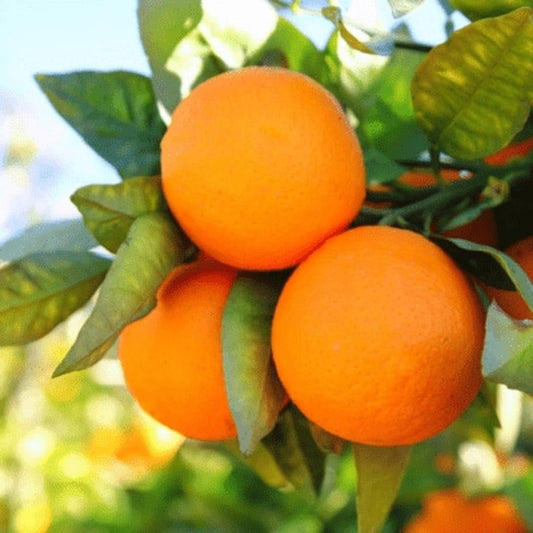 Citrus Estate Sweet Orange Grafted Healthy Fruit Plant