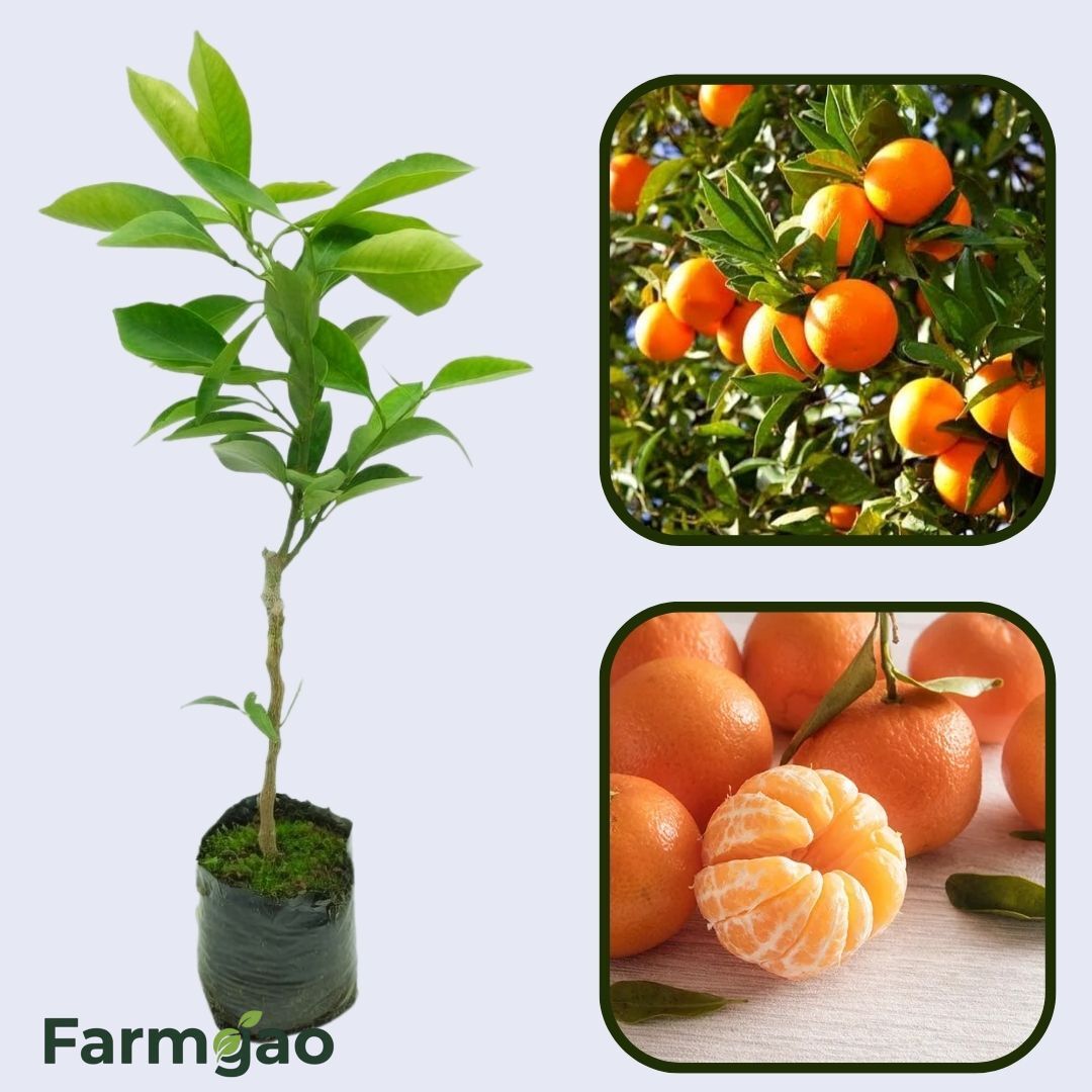 Citrus Evening Elite Orange Grafted Healthy Fruit Plant