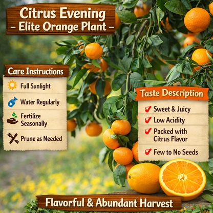 Citrus Evening Elite Orange Grafted Healthy Fruit Plant