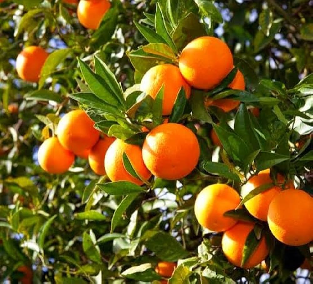Citrus Evening Elite Orange Grafted Healthy Fruit Plant