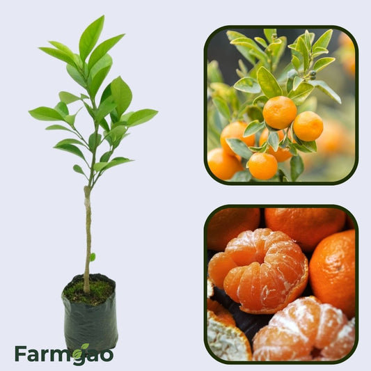 Citrus Evening Prime Orange Grafted Healthy Fruit Plant