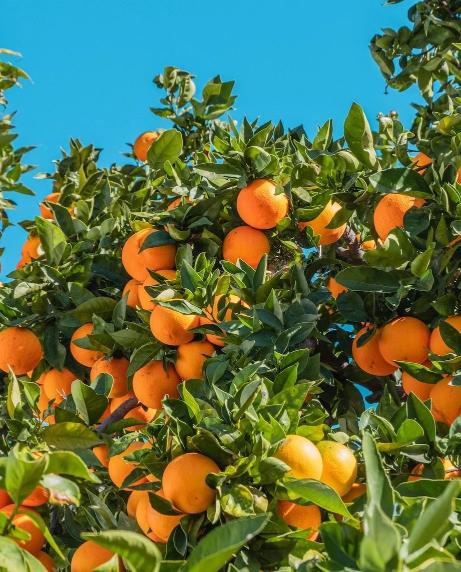 Citrus Evening Prime Orange Grafted Healthy Fruit Plant