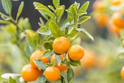 Citrus Evening Prime Orange Grafted Healthy Fruit Plant