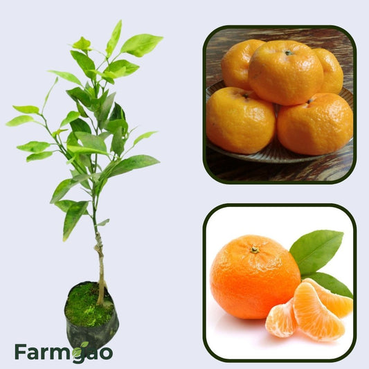 Citrus Farm Prime Orange Grafted Healthy Fruit Plant