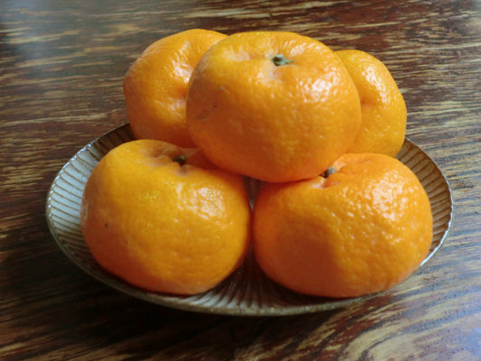 Citrus Farm Prime Orange Grafted Healthy Fruit Plant
