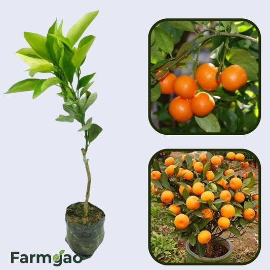 Citrus Farm Sweet Orange Grafted Healthy Fruit Plant