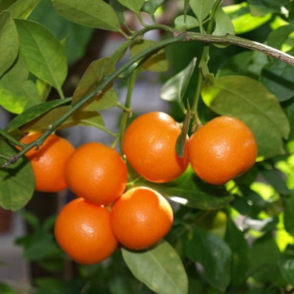 Citrus Farm Sweet Orange Grafted Healthy Fruit Plant