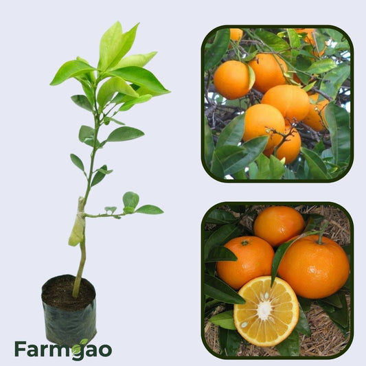 Citrus Flame Sweet Orange Grafted Healthy Fruit Plant