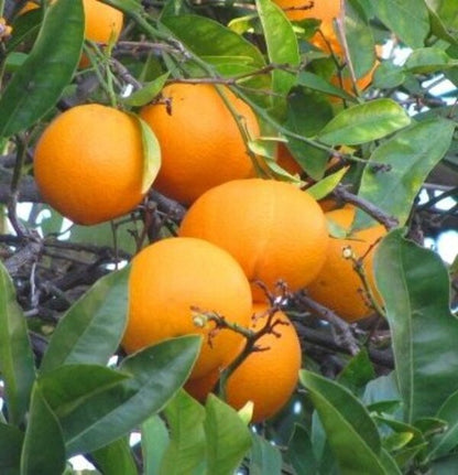 Citrus Flame Sweet Orange Grafted Healthy Fruit Plant