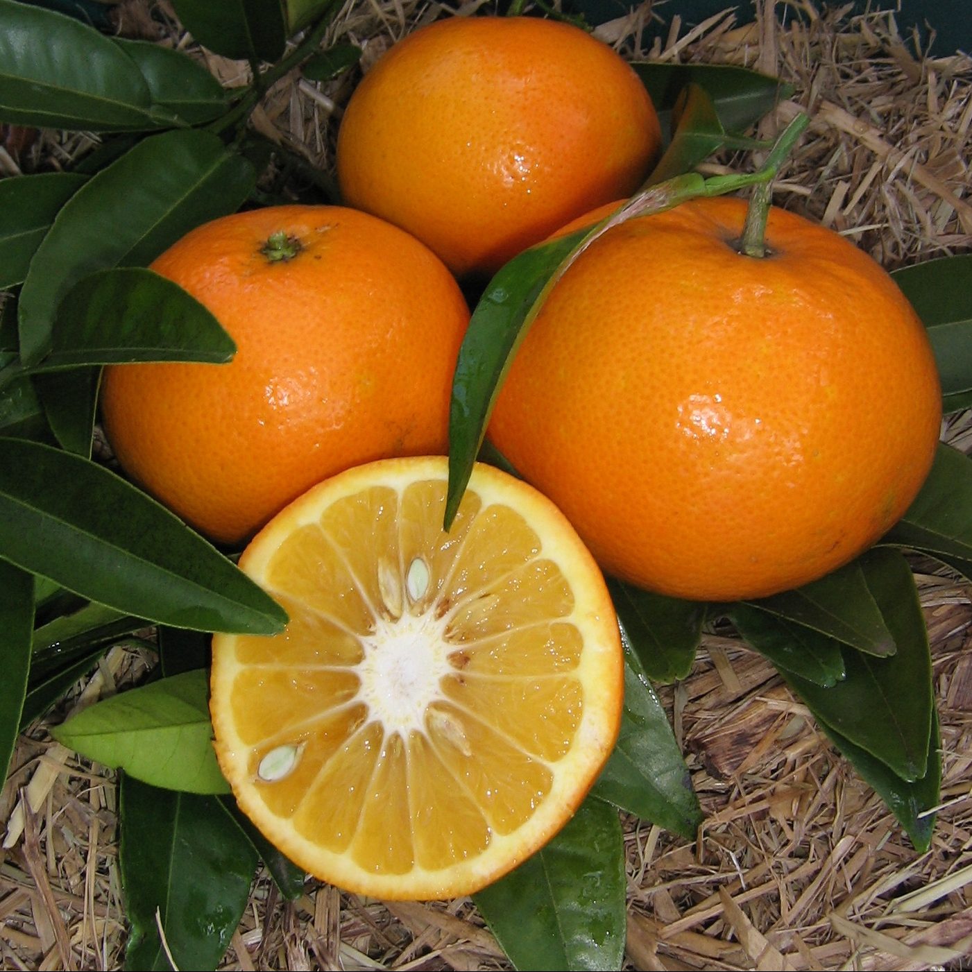 Citrus Flame Sweet Orange Grafted Healthy Fruit Plant
