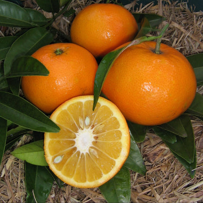 Citrus Flame Sweet Orange Grafted Healthy Fruit Plant