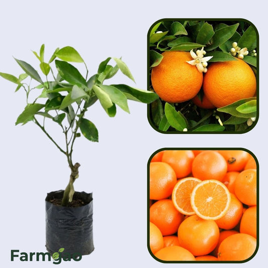 Citrus Fresh Sweet Orange Grafted Healthy Fruit Plant
