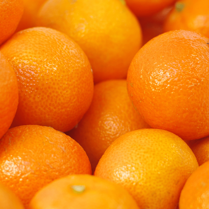 Citrus Fresh Sweet Orange Grafted Healthy Fruit Plant