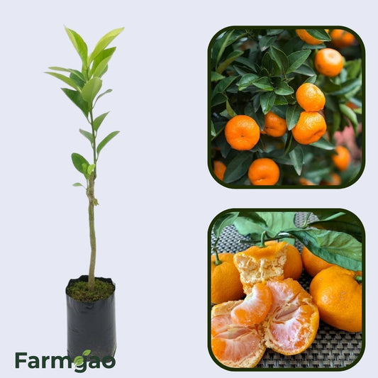 Citrus Garden Gold Orange Grafted Healthy Fruit Plant