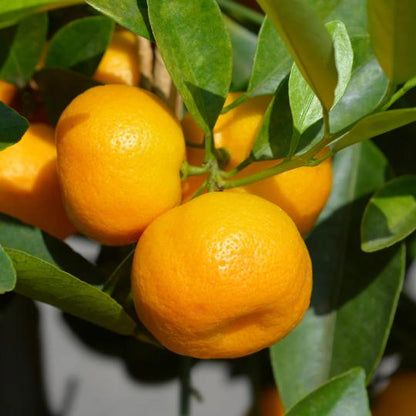 Citrus Garden Gold Orange Grafted Healthy Fruit Plant