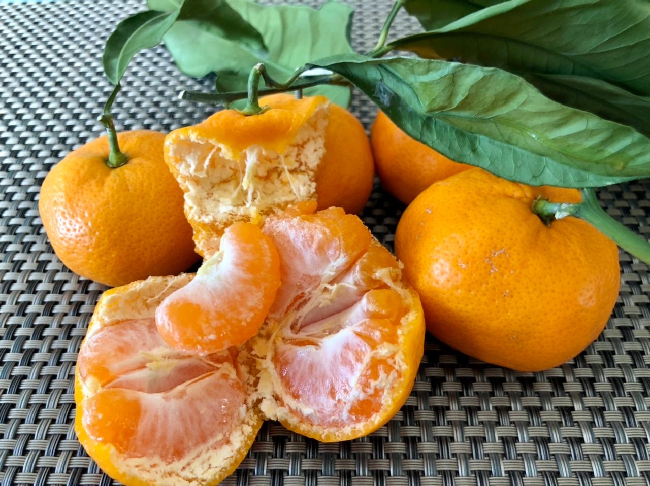 Citrus Garden Gold Orange Grafted Healthy Fruit Plant