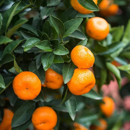 Citrus Garden Gold Orange Grafted Healthy Fruit Plant