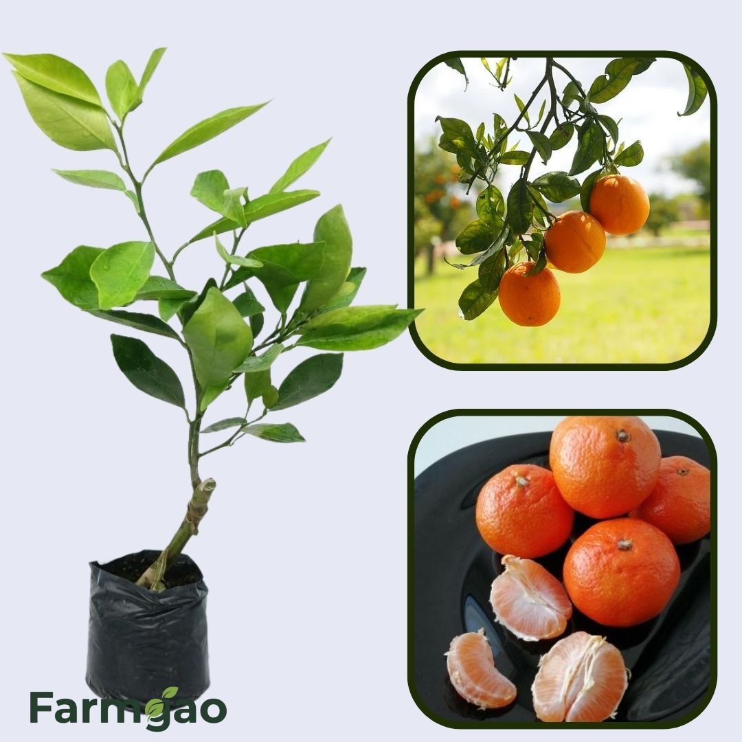 Citrus Golden Blossom Orange Grafted Healthy Fruit Plant