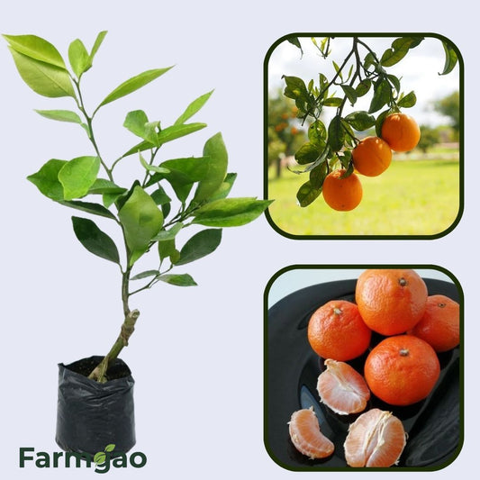 Citrus Golden Blossom Orange Grafted Healthy Fruit Plant