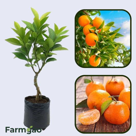 Citrus Golden Classic Orange Grafted Healthy Fruit Plant