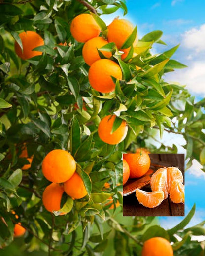 Citrus Golden Classic Orange Grafted Healthy Fruit Plant