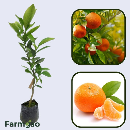 Citrus Golden Crown Orange Grafted Healthy Fruit Plant