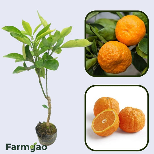 Citrus Golden Delight Orange Grafted Healthy Fruit Plant
