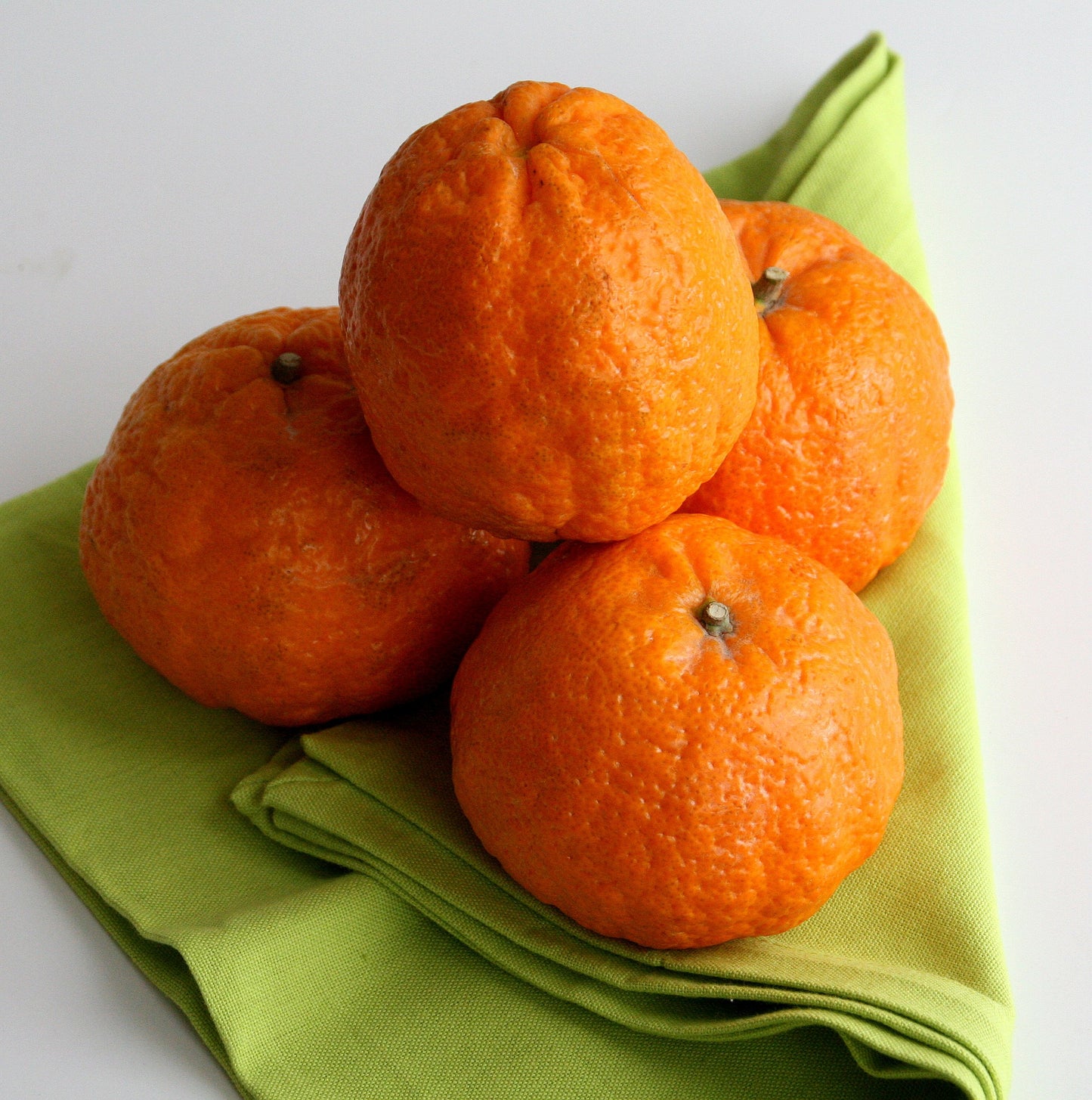 Citrus Golden Delight Orange Grafted Healthy Fruit Plant