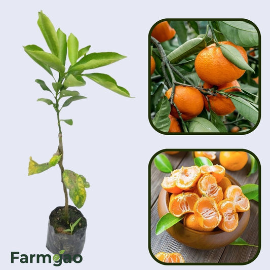 Citrus Golden Elite Orange Grafted Healthy Fruit Plant