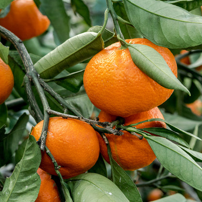 Citrus Golden Elite Orange Grafted Healthy Fruit Plant