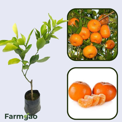 Citrus Golden Harmony Orange Grafted Healthy Fruit Plant