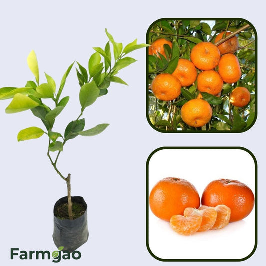 Citrus Golden Harmony Orange Grafted Healthy Fruit Plant