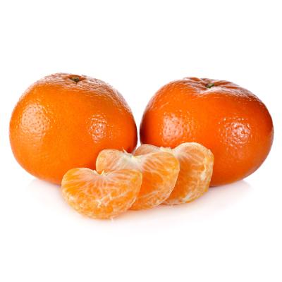 Citrus Golden Harmony Orange Grafted Healthy Fruit Plant