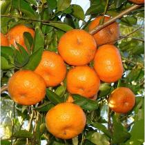 Citrus Golden Harmony Orange Grafted Healthy Fruit Plant