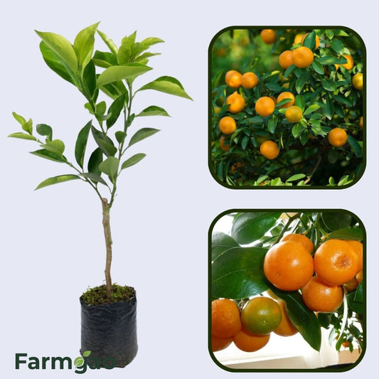 Citrus Golden Imperial Orange Grafted Healthy Fruit Plant
