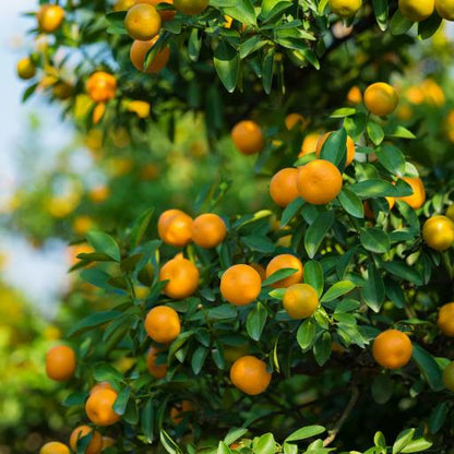 Citrus Golden Imperial Orange Grafted Healthy Fruit Plant