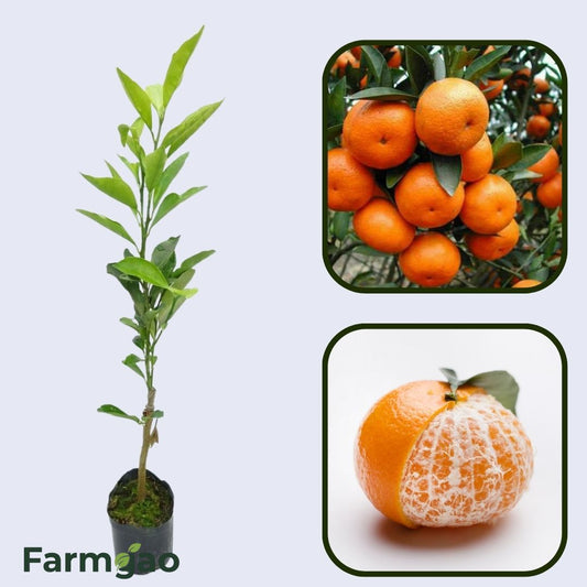 Citrus Golden Legacy Orange Grafted Healthy Fruit Plant