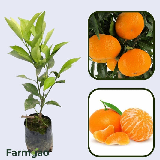 Citrus Golden Monarch Orange Grafted Healthy Fruit Plant