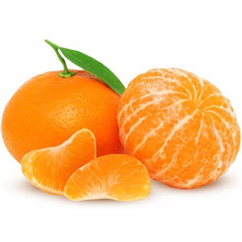 Citrus Golden Monarch Orange Grafted Healthy Fruit Plant