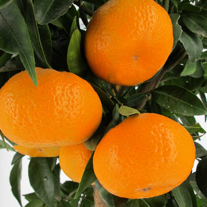 Citrus Golden Monarch Orange Grafted Healthy Fruit Plant