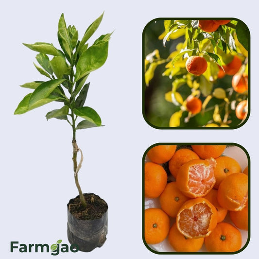 Citrus Golden Noble Orange Grafted Healthy Fruit Plant