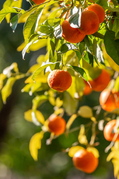 Citrus Golden Noble Orange Grafted Healthy Fruit Plant