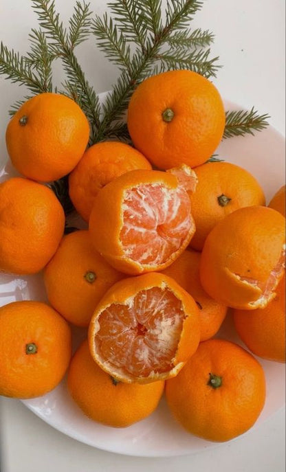 Citrus Golden Noble Orange Grafted Healthy Fruit Plant