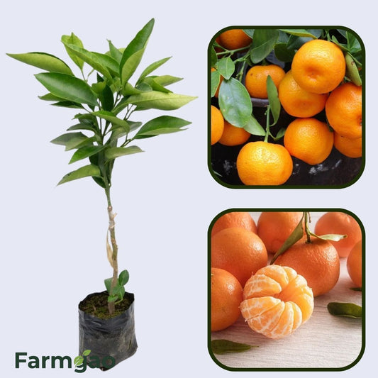 Citrus Golden Pearl Orange Grafted Healthy Fruit Plant
